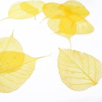 Скелетированные листья желтые, 10шт/уп