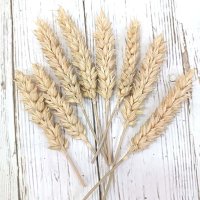 Сухоцвет Колос натуральной пшеницы