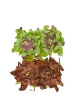Цветы гардении с листочками, Коричнево-салатовые (микс), 5см, 4шт/уп