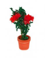 Красные цветы в вазоне