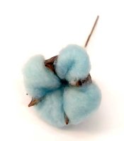 Сухоцвет хлопок для декора, голубой цветок