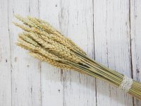 Пшеница натуральная неокрашенная