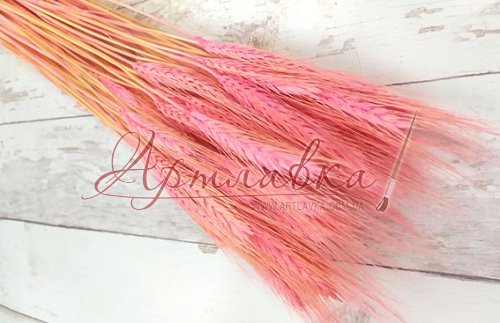 Сухоцвет Пшеница натуральная, розовая светлая