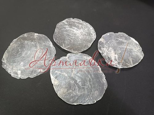 Ракушки перламутровые