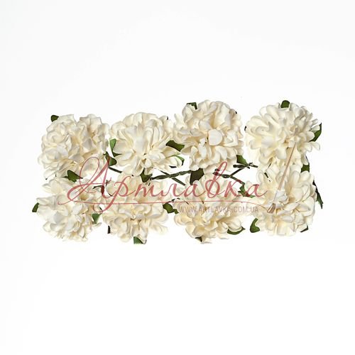 Астры декоративные, белые, 8 шт\уп