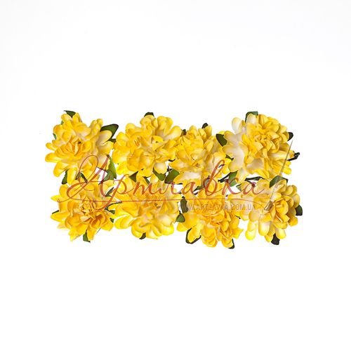 Астры декоративные, нежно-желтые, 8 шт\уп