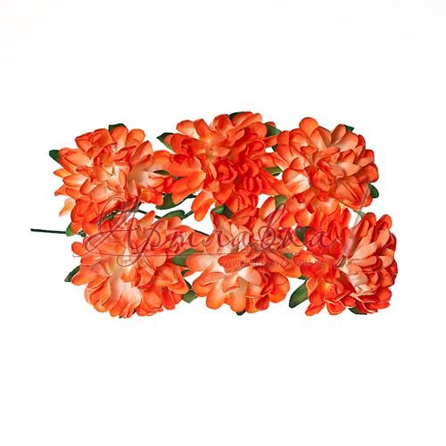 Астры декоративные, коралловые, 8 шт\уп