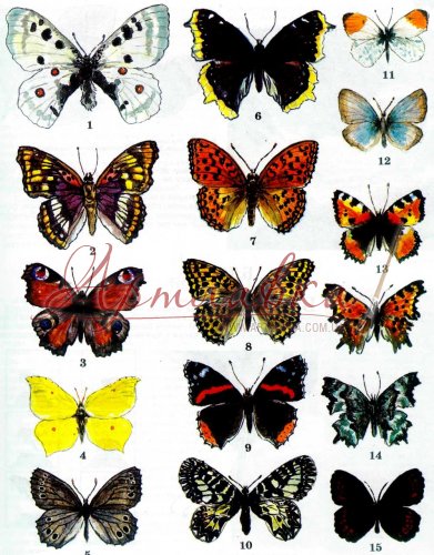 Оверлей Бабочки цветные крупные, 20х30см